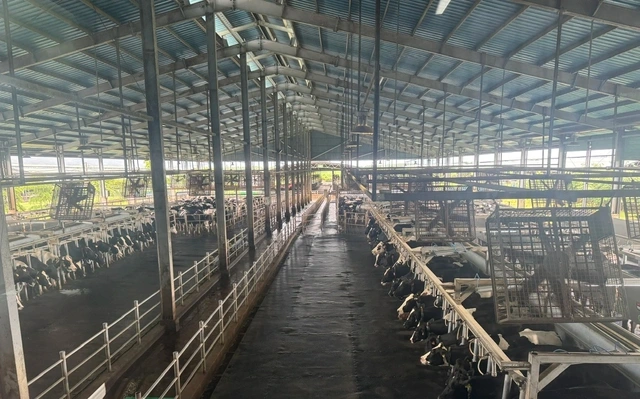 Lạ lùng Thái Lan sang Việt Nam mua bò sữa - Ảnh 3