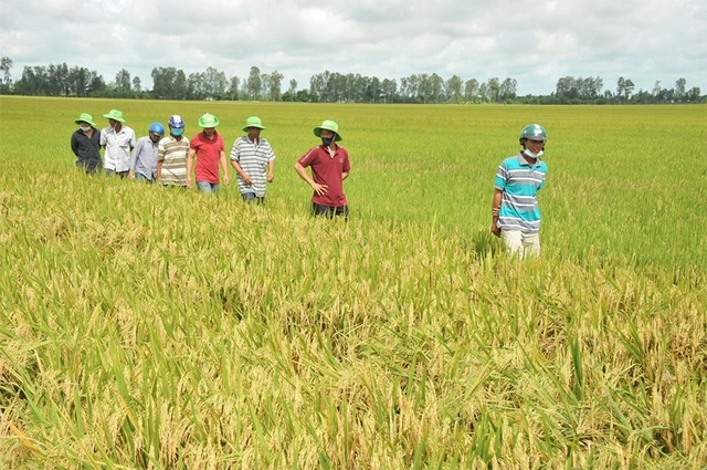 Từ 'gạo xanh' đến nông sản phát thải thấp - Ảnh 2