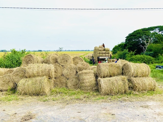 Từ 'gạo xanh' đến nông sản phát thải thấp - Ảnh 3