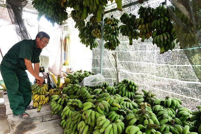 Từ tay trắng đến thu lãi hàng trăm triệu đồng nhờ nuôi chồn hương - Ảnh 3