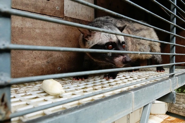 Từ tay trắng đến thu lãi hàng trăm triệu đồng nhờ nuôi chồn hương - Ảnh 4