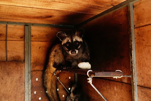 Từ tay trắng đến thu lãi hàng trăm triệu đồng nhờ nuôi chồn hương - Ảnh 5