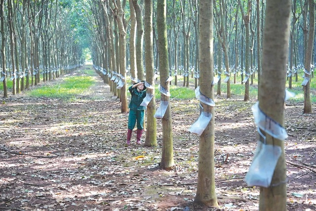 Tổng công ty Cao su Đồng Nai: Bứt phá từ nền tảng vững chắc - Ảnh 1