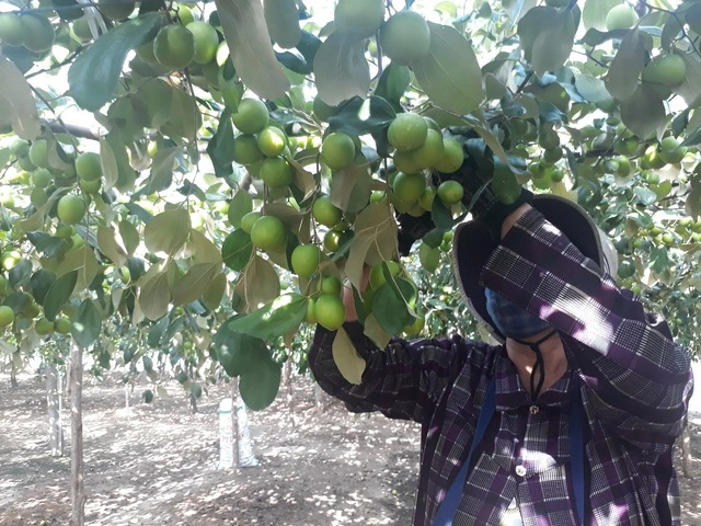 Khánh Hòa: Phát triển nông nghiệp theo hướng sạch, bền vững - Ảnh 1