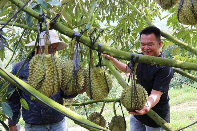 Khánh Hòa: Phát triển nông nghiệp theo hướng sạch, bền vững - Ảnh 2