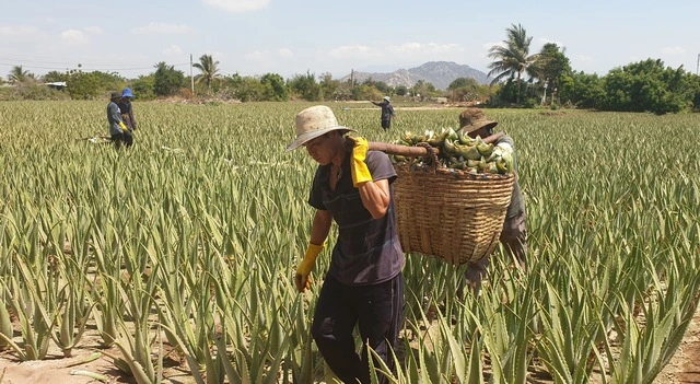 Khánh Hòa: Phát triển nông nghiệp theo hướng sạch, bền vững - Ảnh 3