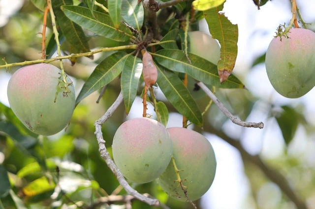 Khánh Hòa: Phát triển nông nghiệp theo hướng sạch, bền vững - Ảnh 5