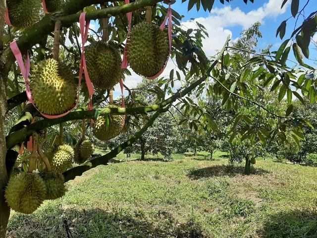 Cổ phiếu Hoàng Anh Gia Lai tăng vọt, con trai bầu Đức chi tiền tỉ gom vào - Ảnh 1