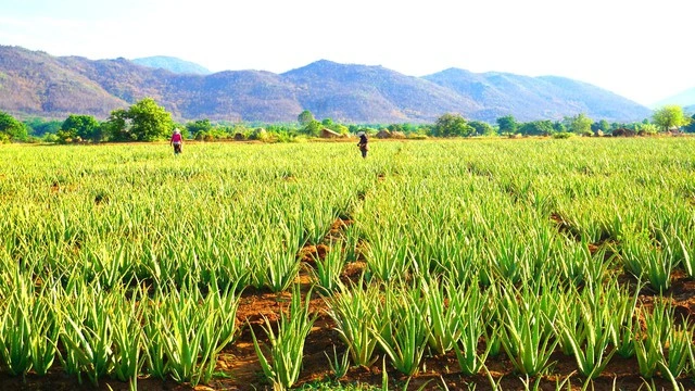 Doanh nghiệp mua lại 52% vốn điều lệ của 'vua nha đam' là ai? - Ảnh 2