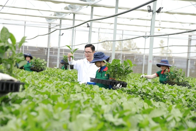 Gia Lai mở lối xuất khẩu nông sản tỉ đô sang thị trường Trung Quốc - Ảnh 2