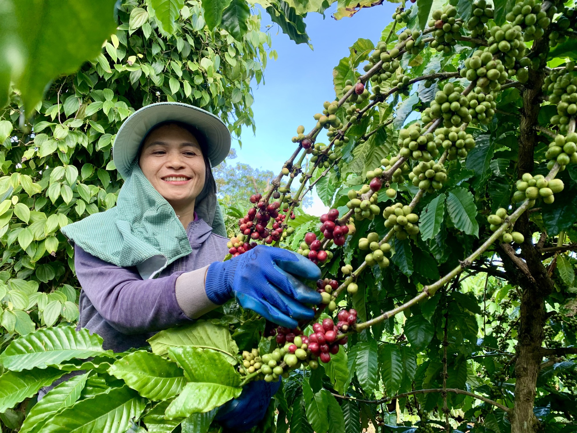 Việt Nam lãng phí khi đốt bỏ nguyên liệu sản xuất than sinh học - Ảnh 2