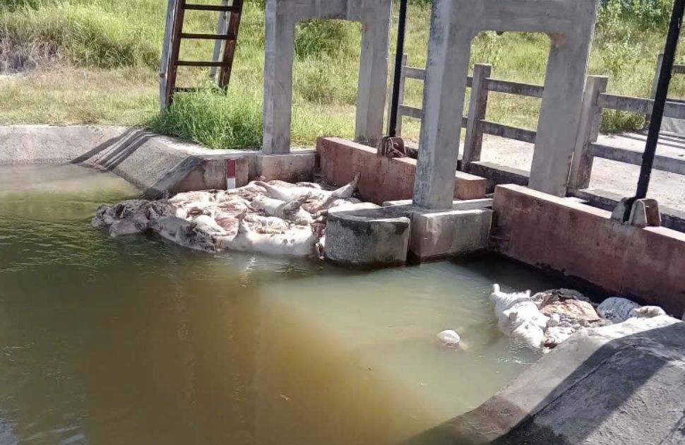 Vì sao dịch tả heo châu Phi 'quá nhanh, quá nguy hiểm'? - Ảnh 1