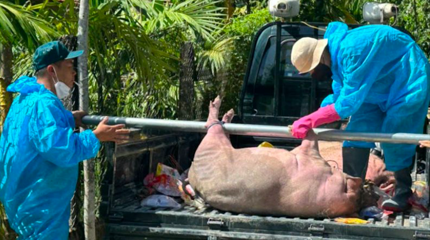 Vì sao dịch tả heo châu Phi 'quá nhanh, quá nguy hiểm'? - Ảnh 2