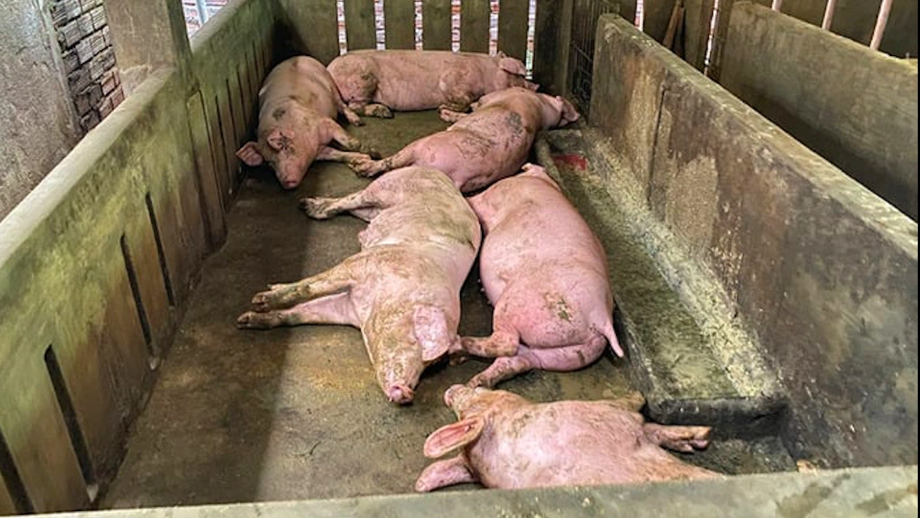 Vì sao dịch tả heo châu Phi 'quá nhanh, quá nguy hiểm'? - Ảnh 3