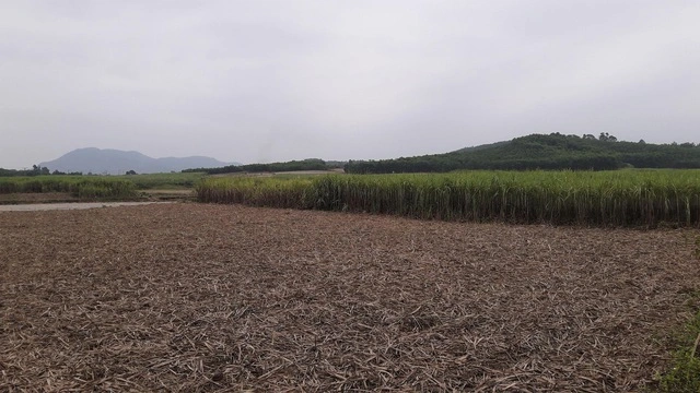 Bộ Tài chính đề xuất không xóa nợ tiền sử dụng đất - Ảnh 1