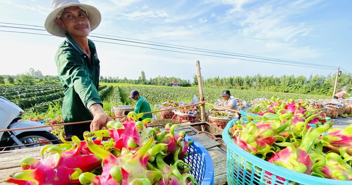Sau chỉ đạo của Thủ tướng: 5 tấn thanh long được cấp phép tạm thời đi châu Âu