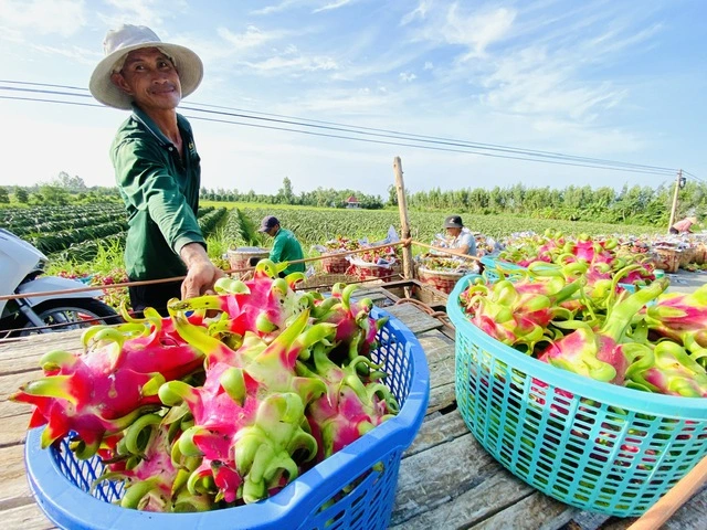 Sau chỉ đạo của Thủ tướng: 5 tấn thanh long được cấp phép tạm thời đi châu Âu - Ảnh 1