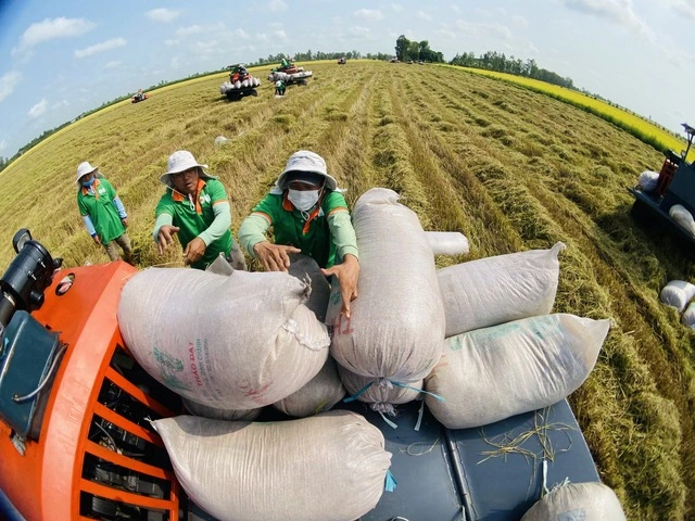 Philippines ngưng nhập khẩu gạo, VFA kiến nghị khẩn - Ảnh 1