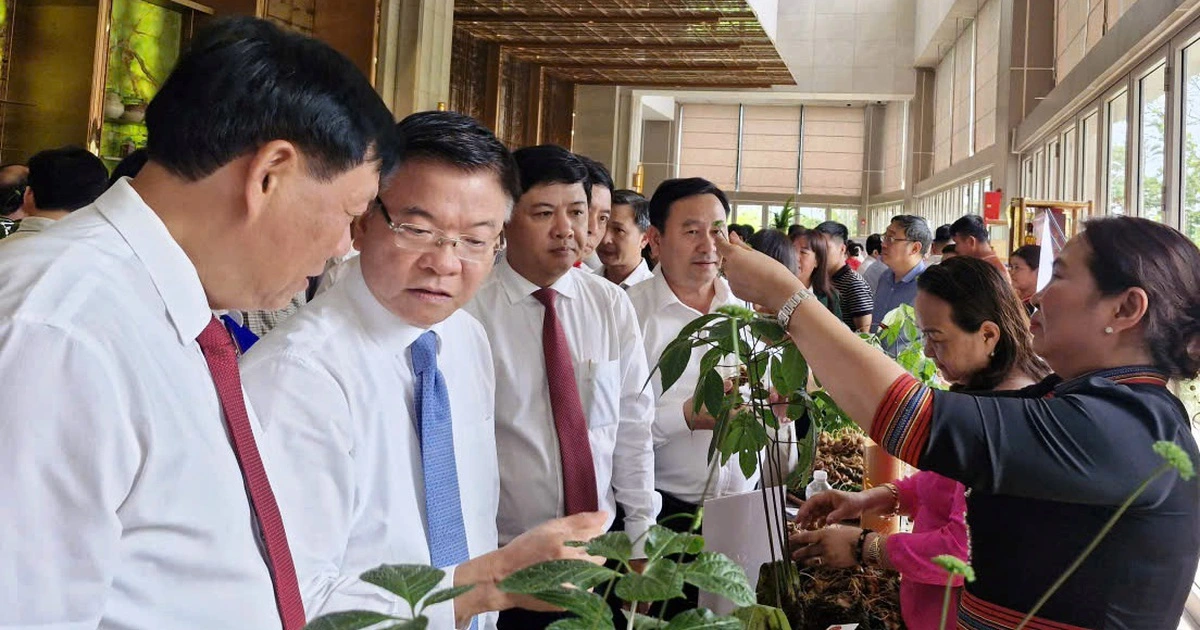 Tập đoàn Trường Hải nghiên cứu, chế biến sâm Ngọc Linh