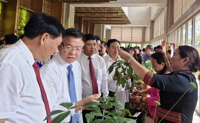 Tập đoàn Trường Hải nghiên cứu, chế biến sâm Ngọc Linh - Ảnh 1