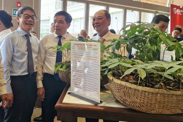 Tập đoàn Trường Hải nghiên cứu, chế biến sâm Ngọc Linh - Ảnh 2
