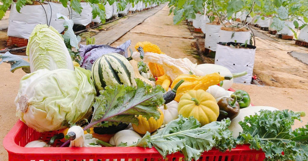 Măng Đen bắt tay doanh nghiệp kiến tạo vùng nguyên liệu xanh