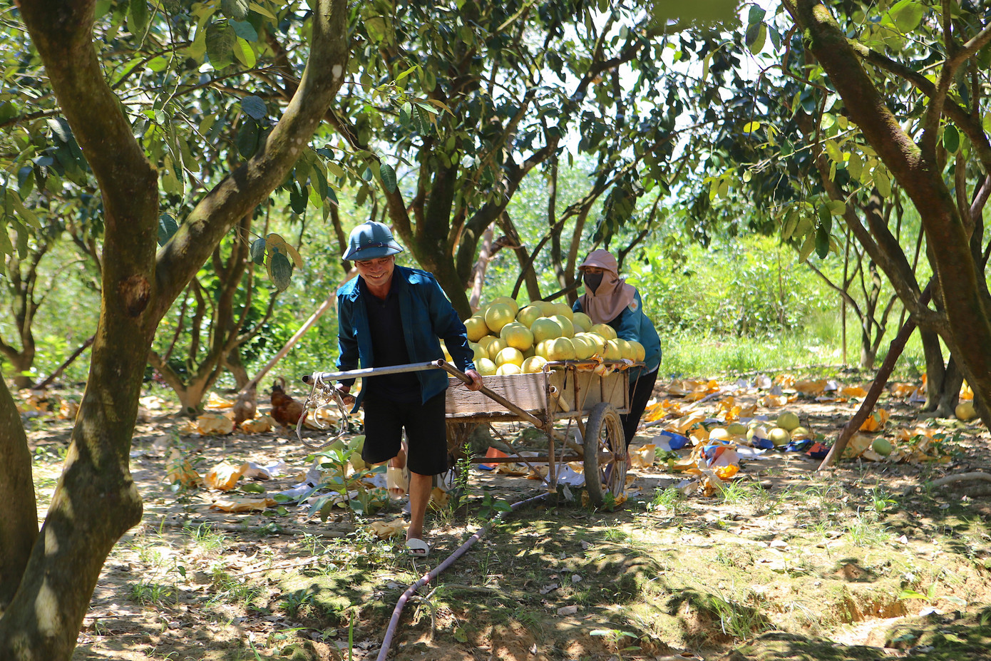 'Đệ nhất danh quả' vào vụ thu hoạch - Ảnh 7