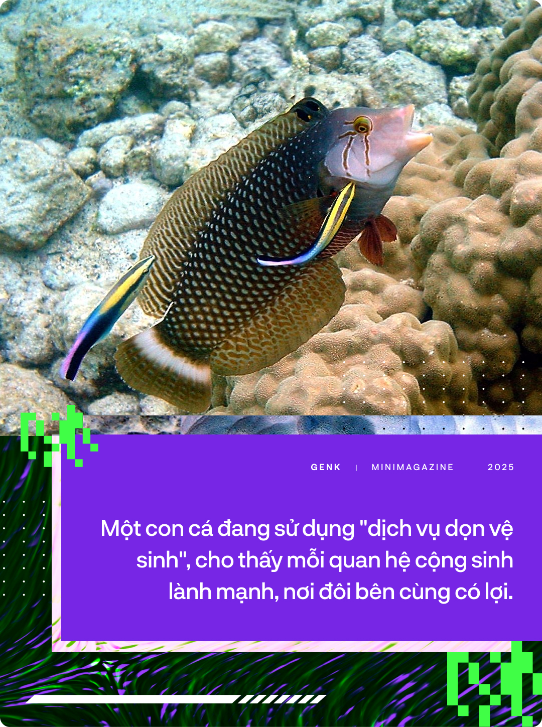 Các nhà sinh vật học gọi smartphone là loài ký sinh mới. Thế còn AI thì sao? - Ảnh 7