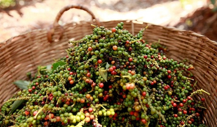 Giá hồ tiêu tiếp đà giảm, giữ mức trên 150.000 đồng/kg - Ảnh 1