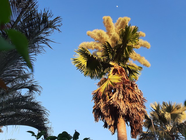 Loài cây quý hiếm bậc nhất thế giới, chỉ nở hoa 1 lần duy nhất rồi "tự tử" - Ảnh 3