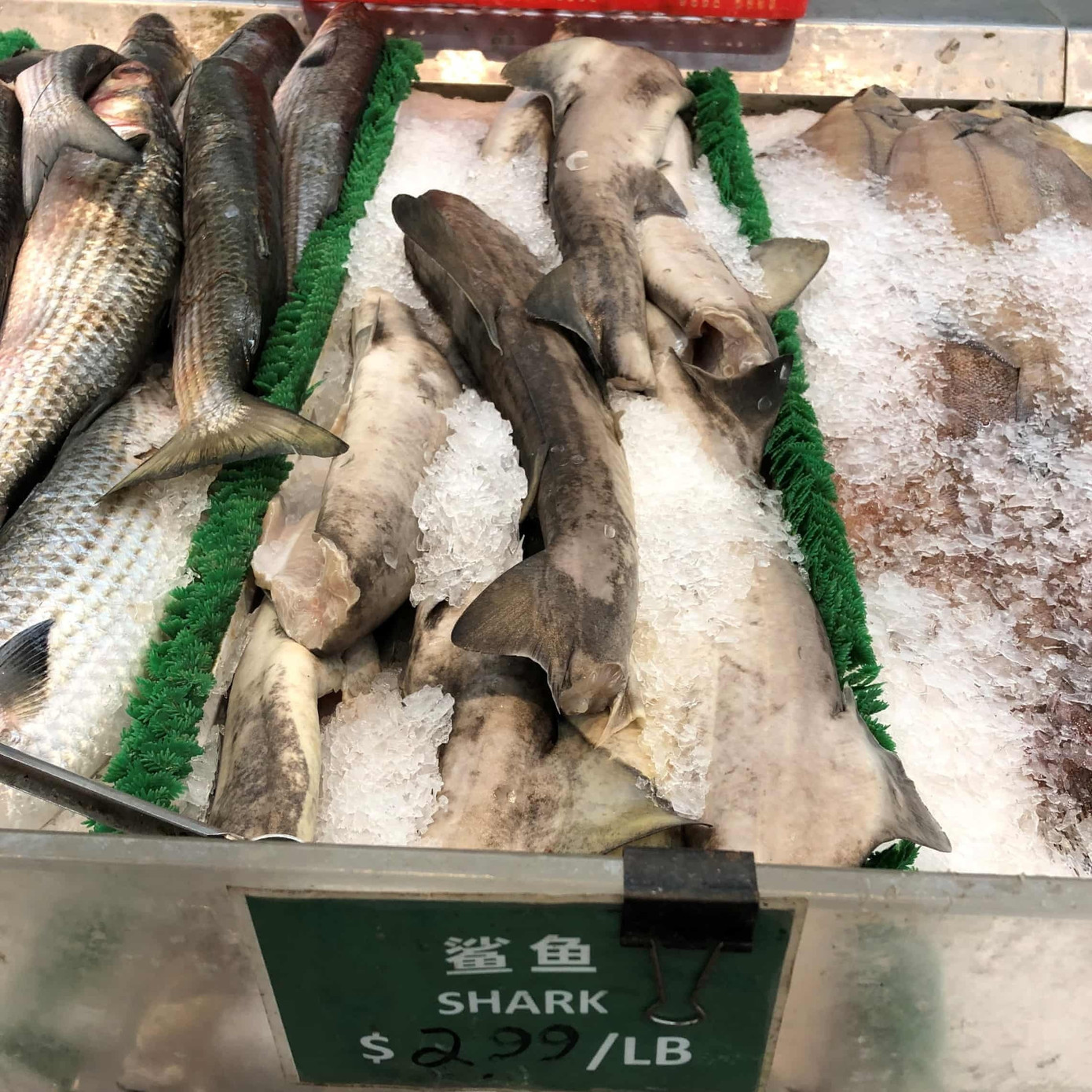 Bất ngờ thịt loài cá mập cực kỳ nguy hiểm xuất hiện trên kệ siêu thị - Ảnh 1