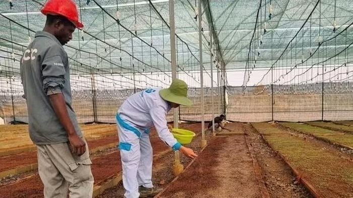 Hành động mới của "Bầu" Thiện tại châu Phi - Ảnh 1