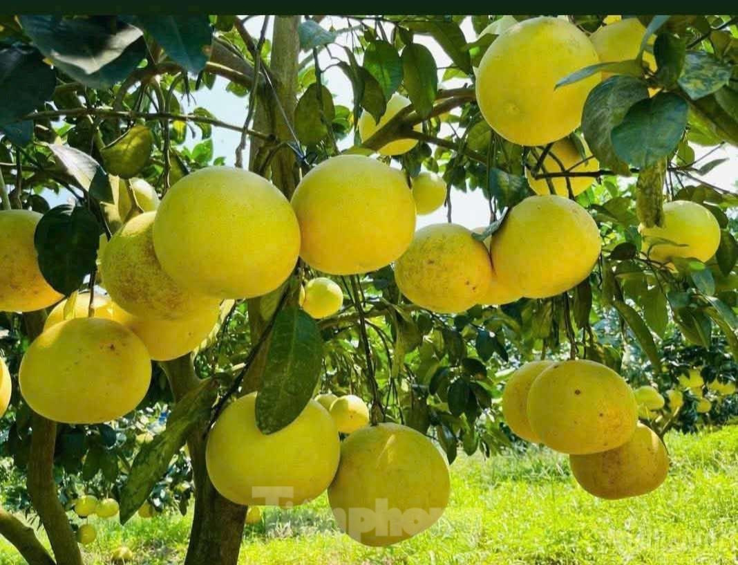 'Đệ nhất danh quả' vào vụ thu hoạch - Ảnh 6