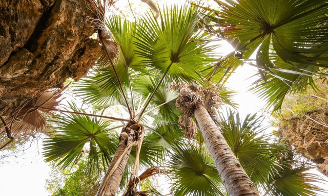 Loài cây quý hiếm bậc nhất thế giới, chỉ nở hoa 1 lần duy nhất rồi "tự tử" - Ảnh 1