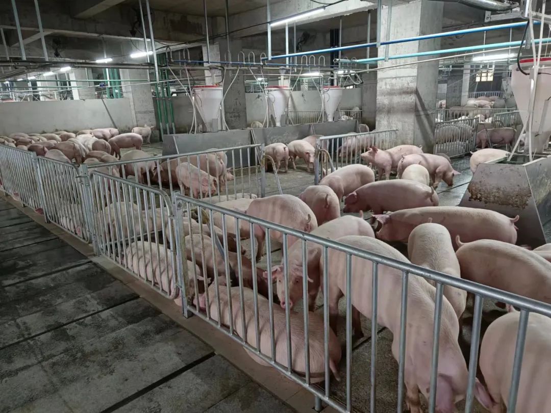 Sắp khởi động dự án 'chung cư 5 tầng nuôi heo' 12.000 tỷ: có AI 'nghe' tiếng ho chẩn bệnh, robot đi tuần 24/7 - Ảnh 4