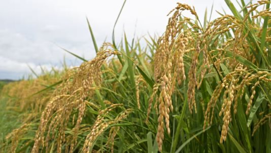 Buồn của nền kinh tế lớn thứ 4 thế giới: Nhập khẩu gạo tăng gấp 200 lần vẫn không thể giảm giá, người dân chỉ ưa chuộng gạo nội địa - Ảnh 1