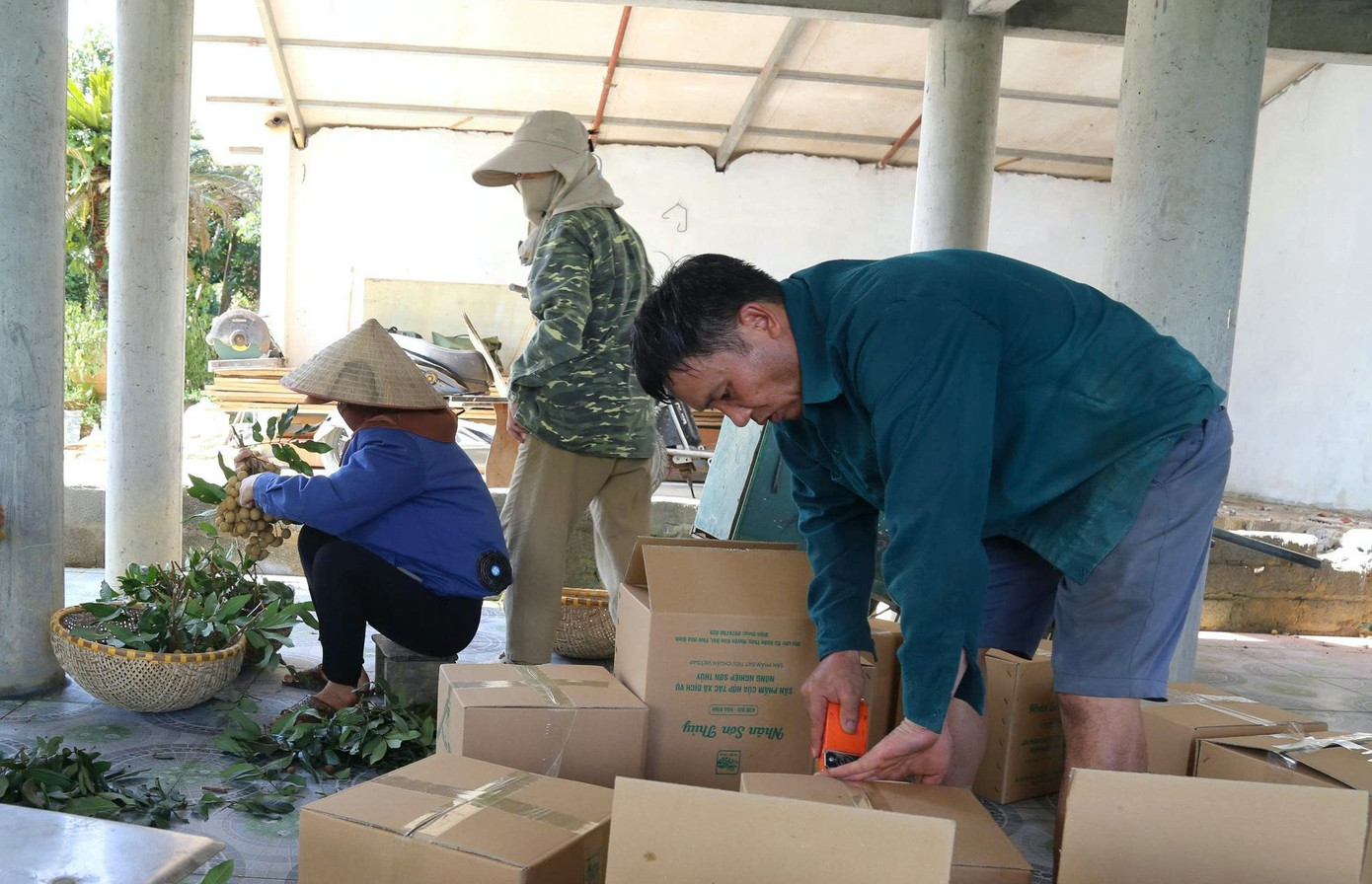 'Cây làm giàu' là cây gì mà bao phủ cả một xã ở Phú Thọ? - Ảnh 4