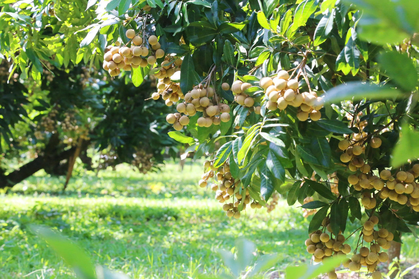 'Cây làm giàu' là cây gì mà bao phủ cả một xã ở Phú Thọ? - Ảnh 1