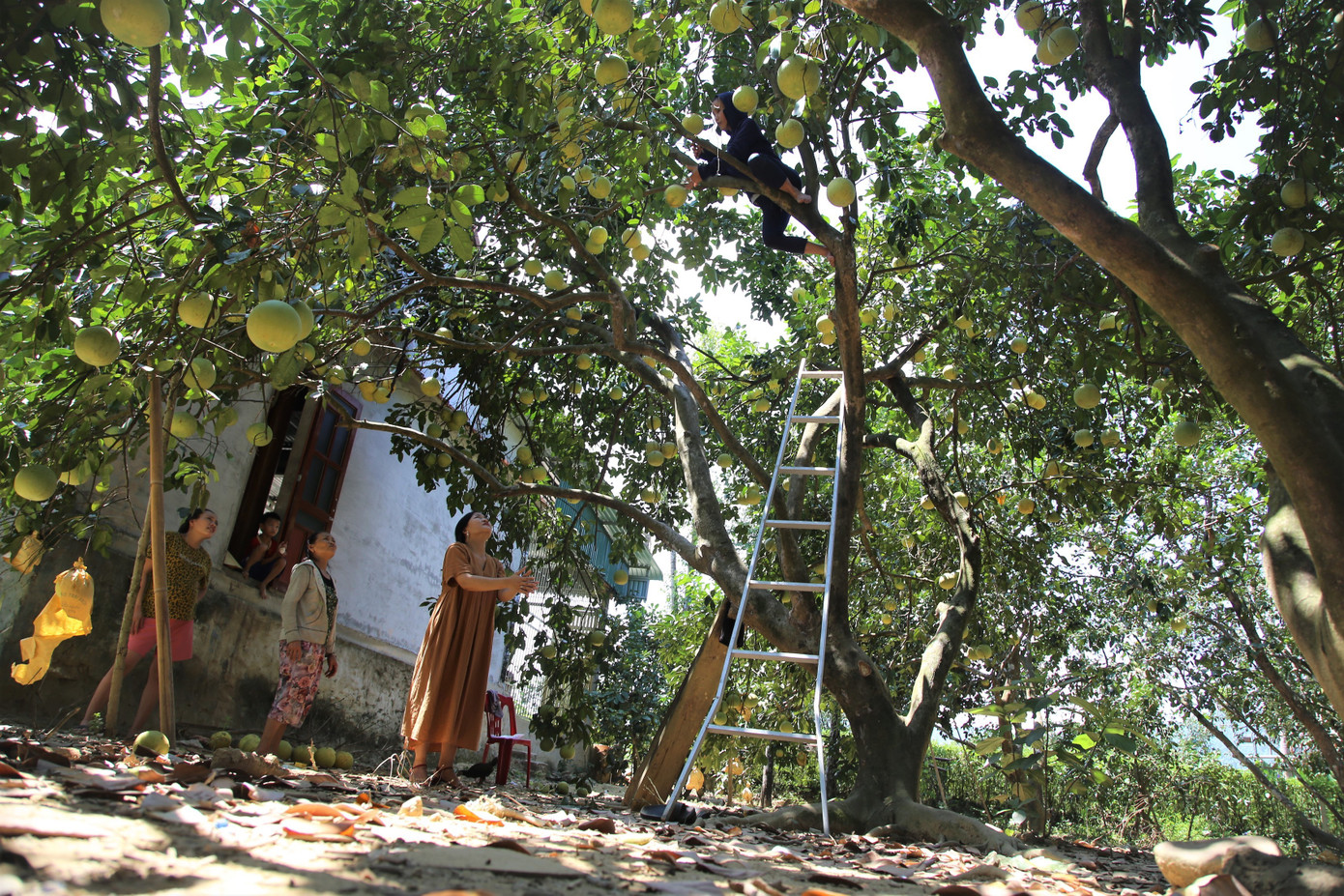 'Đệ nhất danh quả' vào vụ thu hoạch - Ảnh 1