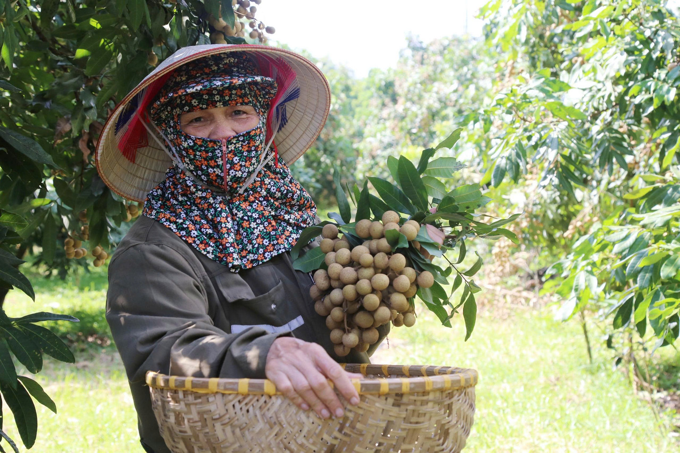 'Cây làm giàu' là cây gì mà bao phủ cả một xã ở Phú Thọ? - Ảnh 2