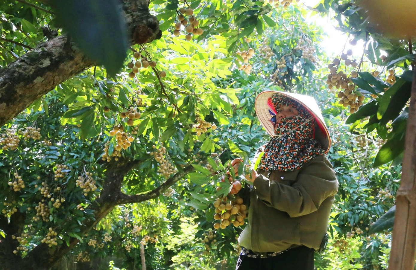 'Cây làm giàu' là cây gì mà bao phủ cả một xã ở Phú Thọ? - Ảnh 3