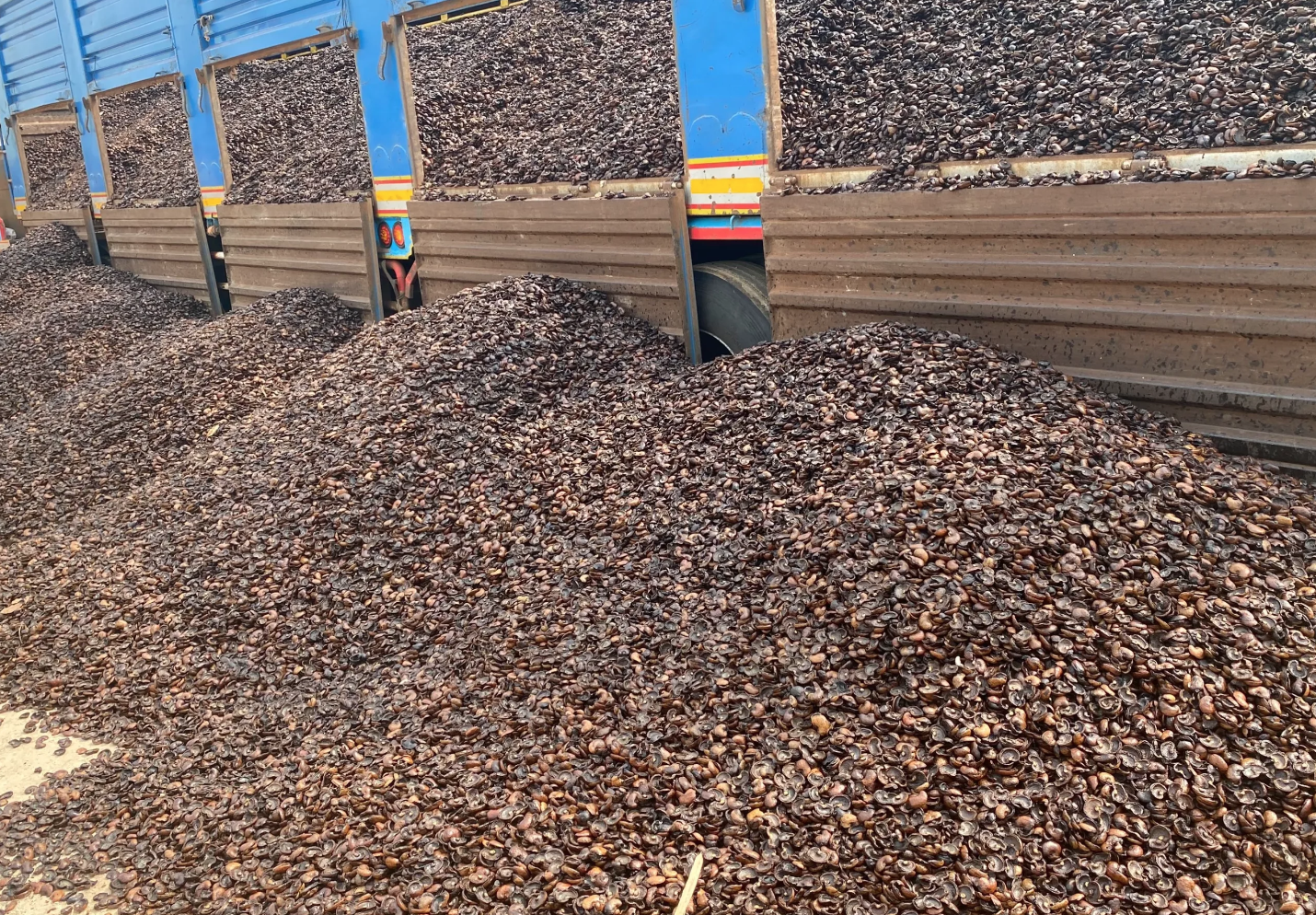 Từng bị coi là rác, một loại vỏ hạt của Việt Nam nay được thế giới săn đón, hóa ‘mỏ vàng’ trăm triệu USD - Ảnh 1