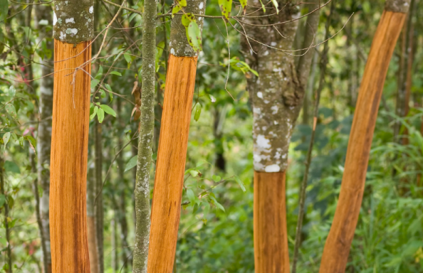 Một loại cây từ Indonesia đổ bộ giúp Việt Nam xuất khẩu dẫn đầu thế giới: Thu về hơn 210 triệu USD, được mệnh danh vàng nâu triệu đô của toàn cầu - Ảnh 1