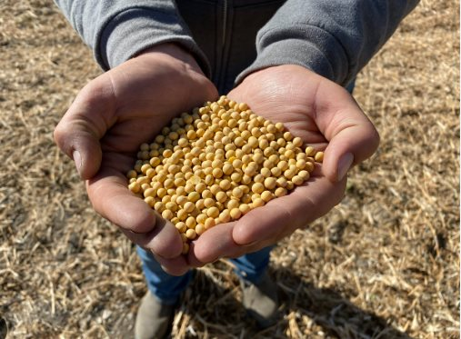 Đơn hàng từ Trung Quốc ‘đóng băng’, nông dân Mỹ lao đao với mặt hàng chủ lực: Đánh mất thị phần vào tay Brazil, nông dân gửi thư khẩn đến Tổng thống - Ảnh 1