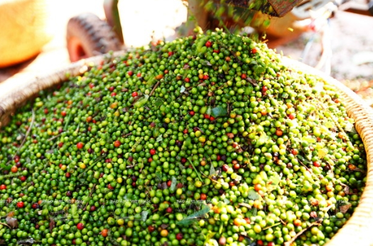 Giá tiêu hôm nay tiếp tục đi ngang, cao nhất 150.000 đồng/kg - Ảnh 1