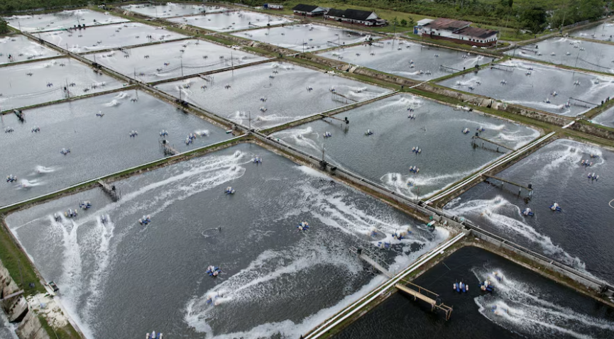 Một đặc sản tỷ đô của Việt Nam được Mỹ, châu Âu đua nhau mua hàng: Vừa thu về 1.4 tỷ USD, cả thế giới tranh nuôi nhưng chỉ nước ta thắng lớn - Ảnh 1