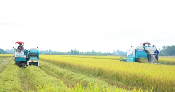 'Bài học xương máu' nhìn từ vụ kiện gạo Việt Nam ngon nhất thế giới