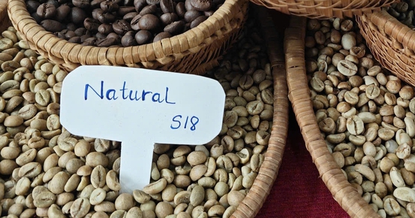 Giá cà phê hôm nay 3-9: Giảm khủng khiếp