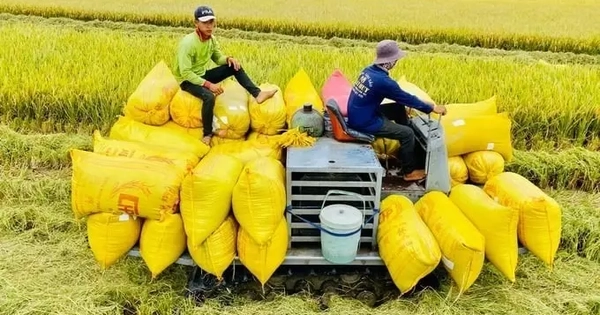 Lên phương án ứng phó việc Philippines tạm dừng nhập gạo