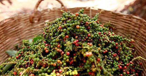 Giá hồ tiêu tiếp đà giảm, giữ mức trên 150.000 đồng/kg